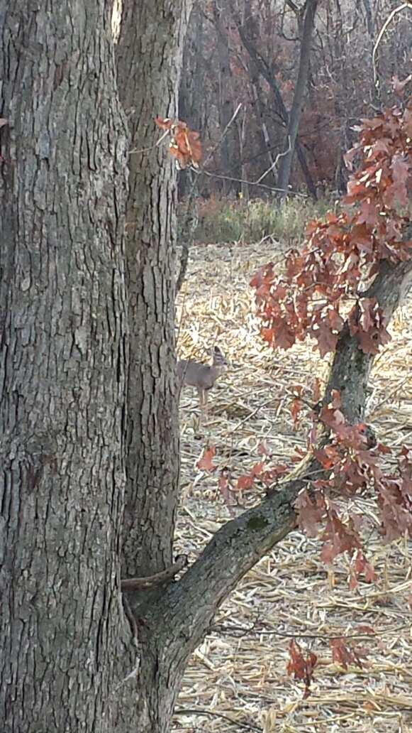 20141107_152607.jpg image